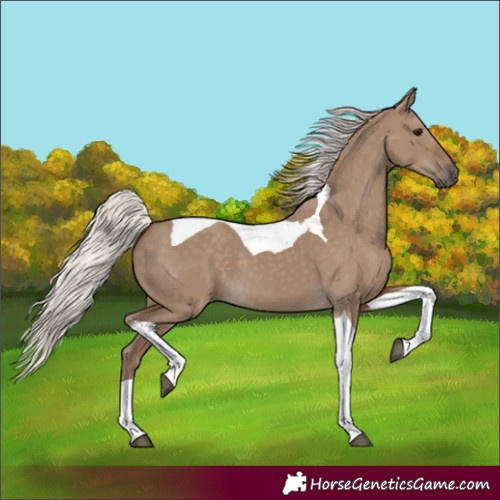 Horse Color:Silver Grullo Tobiano 