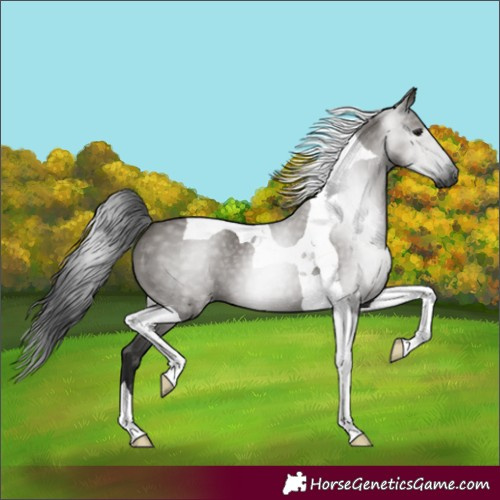 Horse Color:Gray Grullo Tobiano 