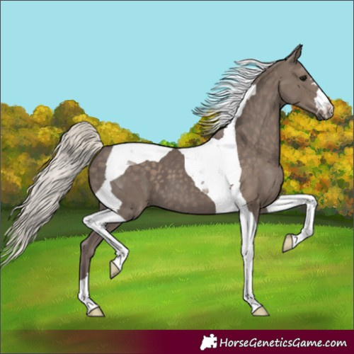 Horse Color:Silver Black Tobiano 