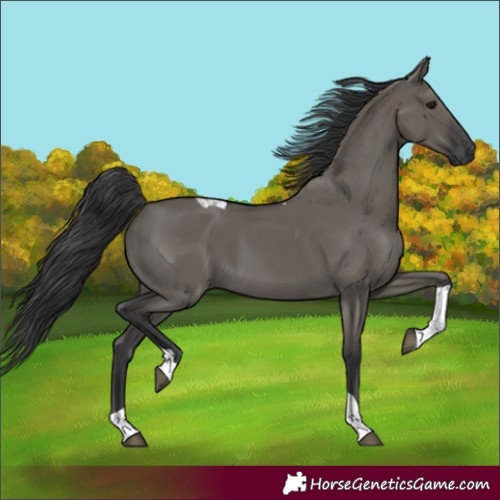 Horse Color:Grullo Tobiano 