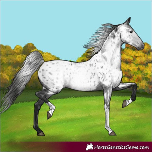 Horse Color:Gray Black Tobiano Near Leopard 
