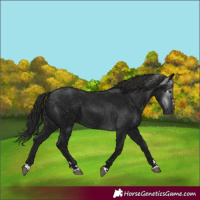 Horse Color:Gray Black