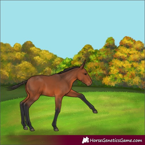 Horse Color:Bay 
