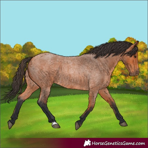 Horse Color:Bay Roan