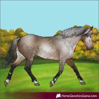 Horse Color:Gray Brown Dun