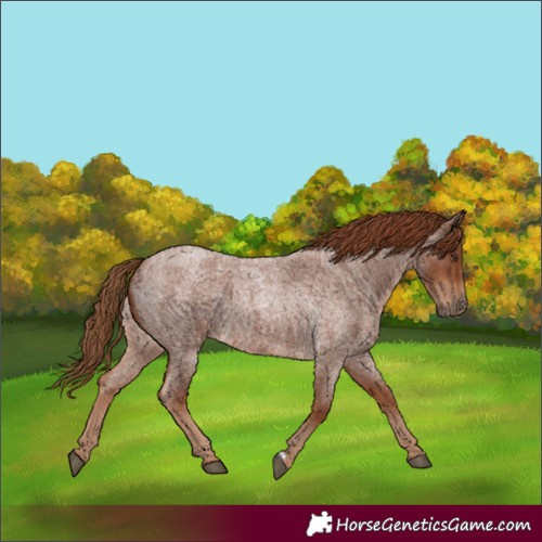 Horse Color:Red Roan 