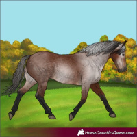 Horse Color:Gray Bay 
