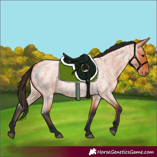 Horse Color:Bay Roan 