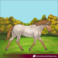 Horse Color:Red Roan