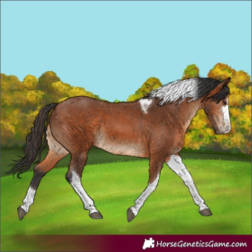 Horse Color:Bay Tobiano 