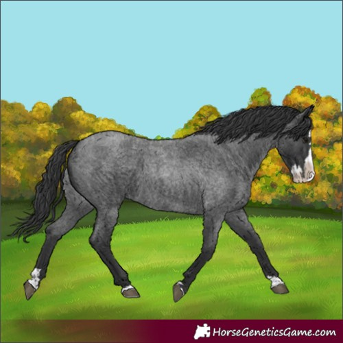 Horse Color:Blue Roan Splash 