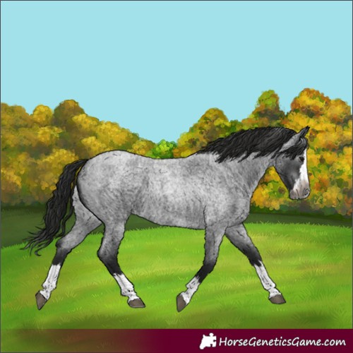 Horse Color:Gray Blue Roan Splash