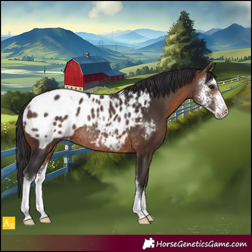 Horse Color:Brown Sabino Blanket Rabicano 