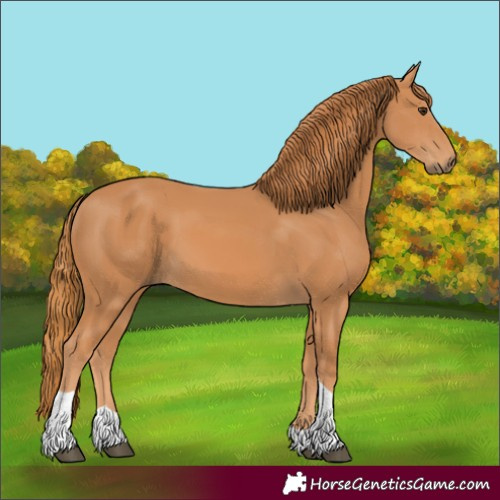 Horse Color:Unknown 
