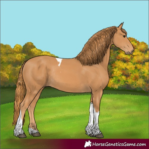 Horse Color:Unknown 