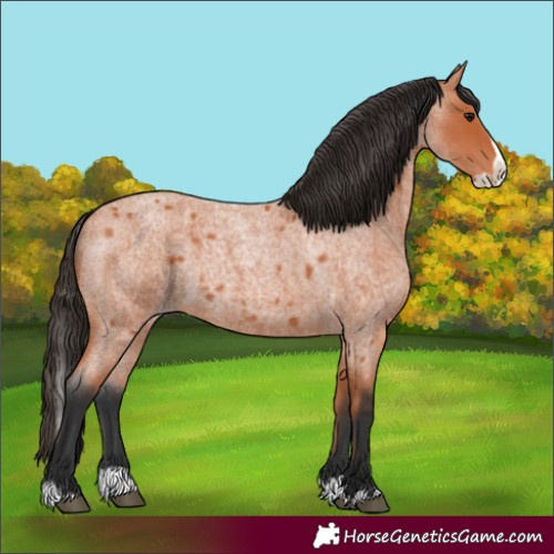 Horse Color:Unknown 