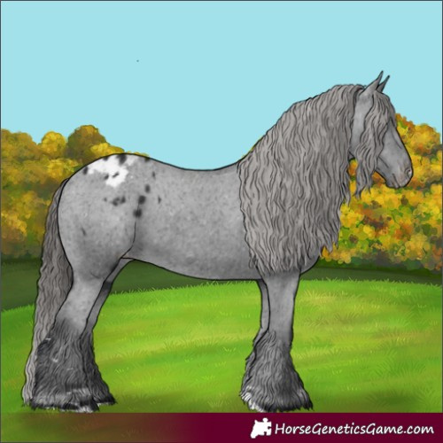 Horse Color:Black Appaloosa Rabicano 