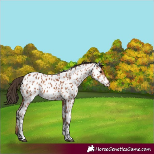 Horse Color:Bay Near Leopard 