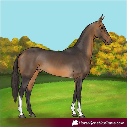 Horse Color:Buckskin Tobiano 