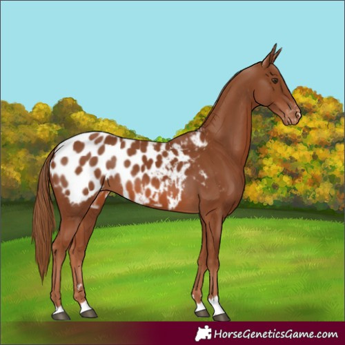 Horse Color:Chestnut Blanket 