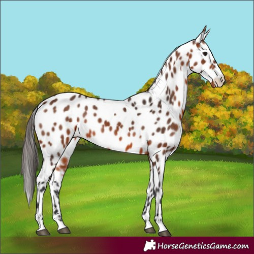 Horse Color:Bay Appaloosa