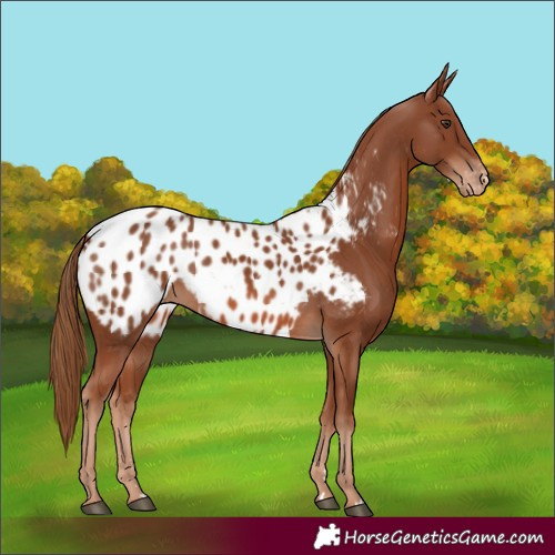 Horse Color:Chestnut Appaloosa