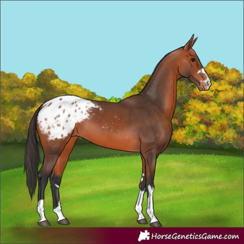 Horse Color:Bay Blanket