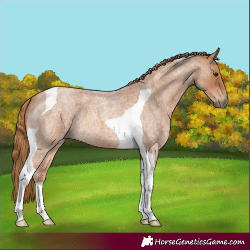 Horse Color:Red Roan Tobiano 