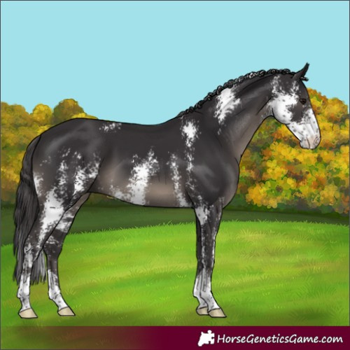 Horse Color:Smoky Black Sabino