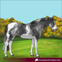 Horse Color:White Spotted Black Splash Tobiano Frame Appaloosa