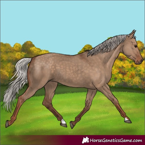 Horse Color:Silver Grullo 