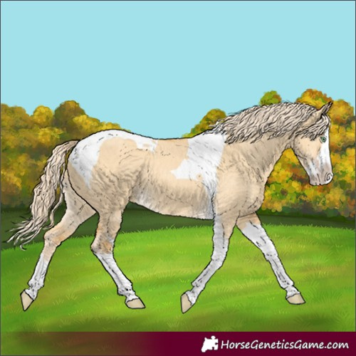 Horse Color:Gold Cream Champagne Dun Splash Tobiano