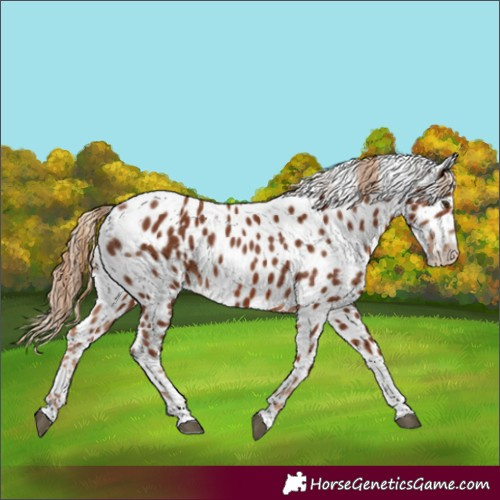 Horse Color:Chestnut Tobiano Appaloosa 