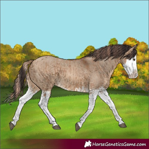 Horse Color:Red Dun Splash and Bay Dun Splash