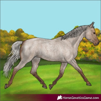 Horse Color:Silver Grullo Roan 