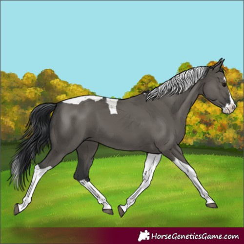 Horse Color:Grullo Splash Tobiano 