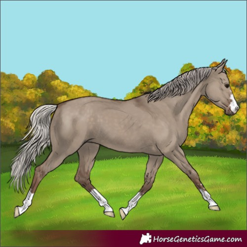 Horse Color:Silver Grullo
