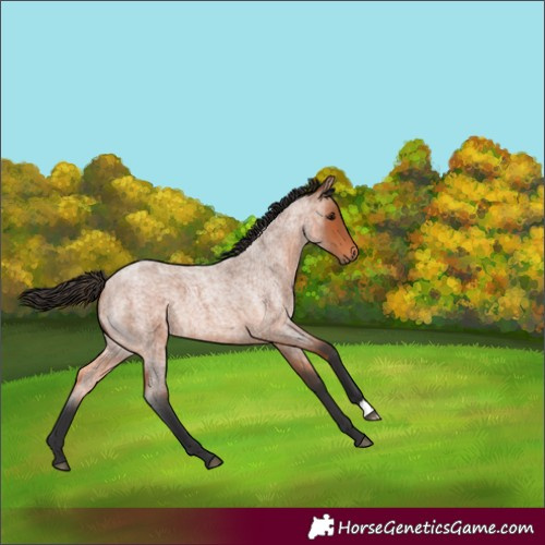 Horse Color:Bay Roan 