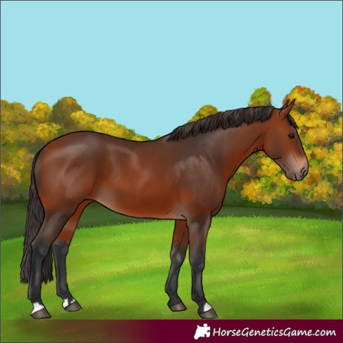 Horse Color:Unknown 