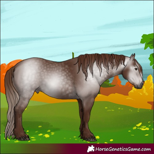 Horse Color:Gray Chestnut 