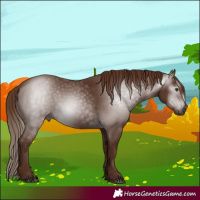 Horse Color:Gray Chestnut 