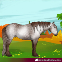 Horse Color:Gray Chestnut 
