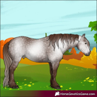 Horse Color:Gray Chestnut 