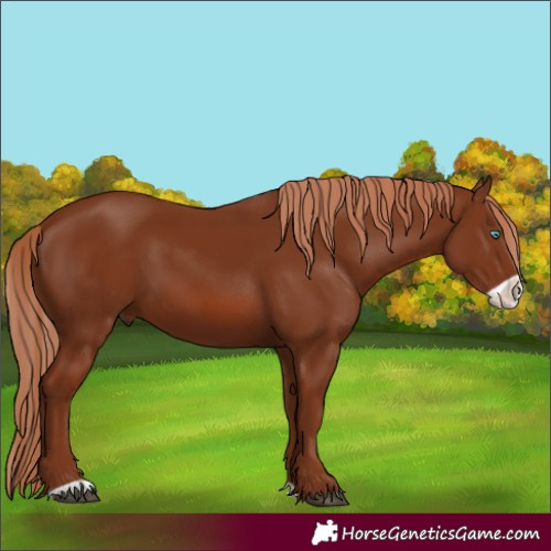 Horse Color:Chestnut Frame 