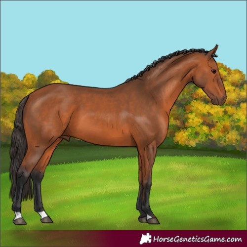 Horse Color:Unknown 