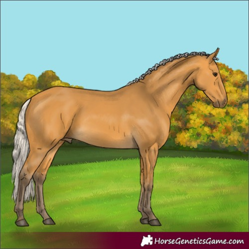 Horse Color:Unknown 