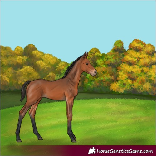 Horse Color:Unknown 