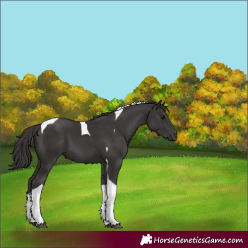Horse Color:Smoky Black Tobiano 