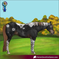 Horse Color:Gray Liver Chestnut Ice Tobiano 