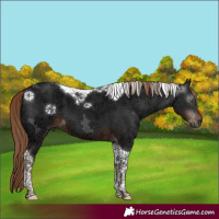 Horse Color:Gray Liver Chestnut Ice Tobiano